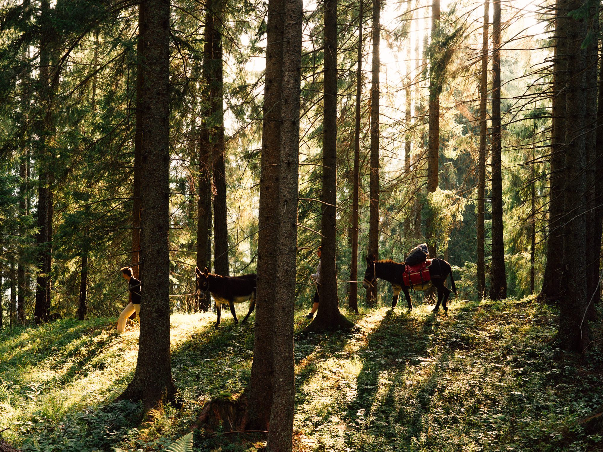 Eselwanderung_Mariazell_für_Bergwelten_fotografiert_von_Julius_Hirtzberger-71